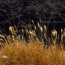 冬の原野