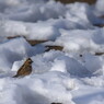 野鳥を探して　ひばり？