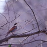 野鳥を探して　ツグミ