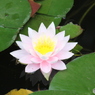 華麗なるすいれん