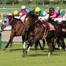 2013神戸新聞杯