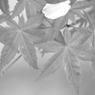 はらり。。 in　monochrome