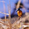 野鳥を探して　カワセミ