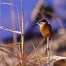 野鳥を探して　カワセミ　Ⅱ