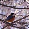 野鳥を探して　ヤマガラ