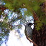 野鳥を探して　アオゲラ　♀？