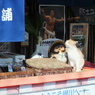 源さんの写真が