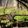 野鳥を探して　ゴイサギ　？