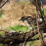 野鳥を探して　ゴイサギ？　Ⅱ