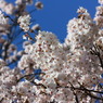 春の代名詞