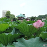 蓮と不忍池弁天堂