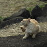 かゆいのだ