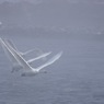 4_白鳥湖