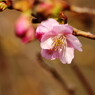 春を探して　河津桜