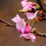 春を探して　河津桜　Ⅱ