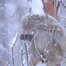 しんしんと降る雪の中で