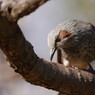 野鳥を探して　ヒヨドリ　Ⅲ