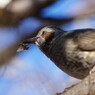 野鳥を探して　Ⅳ