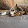 ねこ　その１１