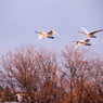 白鳥の舞い２