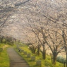 早朝の桜並木