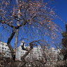 湯島天満宮9