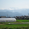 IMGP3293