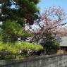 IMGP3296