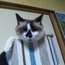 猫～うちのアイドル～１