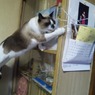 猫～うちのアイドル～４