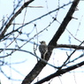 御苑の野鳥