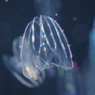 キタカブトクラゲ