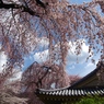 枝垂れ桜と燻し瓦
