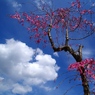 鮮やかな桜です。