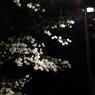 ささやき桜