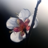 光 響 草