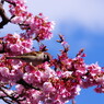 旅写真　熱海桜　Ⅱ