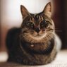 フィルムで撮る猫