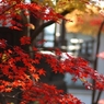 紅葉