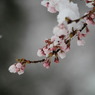 雪さくら