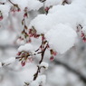 雪帽子
