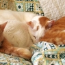 ねこ猫ネコ（＝ΦωΦ＝）