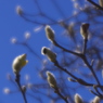 春陽気