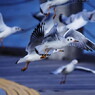 旅写真　カモメ