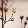 枯れ花♡
