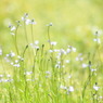 pale spring