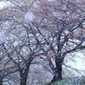雪中桜