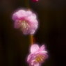 咲き始め