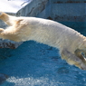 DIVE!!!!!