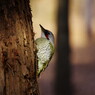 野鳥を探して　アオゲラ　Ⅱ